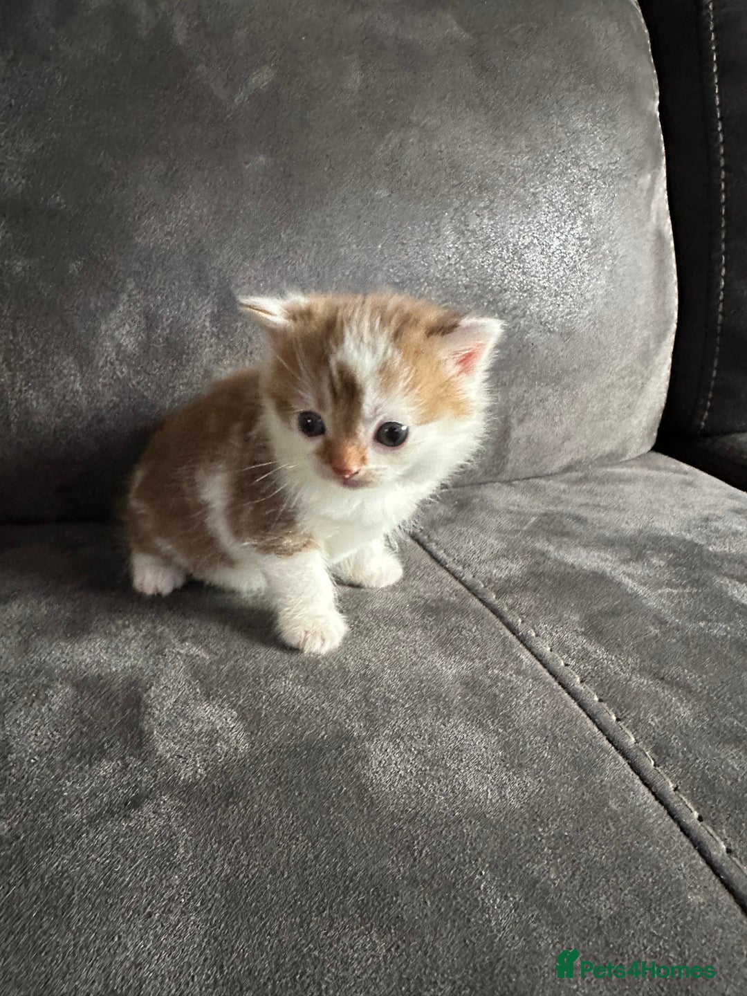 British Shorthair cats for sale: Kittens British shorthair mixed  - Image 28