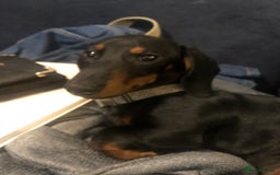 Dachshund dogs for sale: Black & Tan Male dachshund pup - Image 2