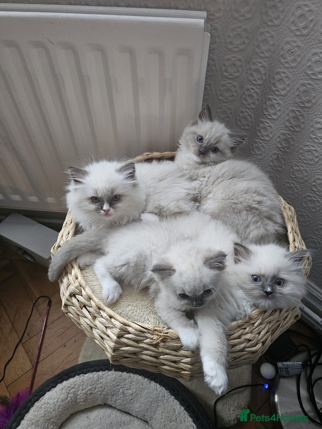 Ragdoll cats for sale: Adorable Ragdoll Kittens Ready for New Homes Soon! - Image 13