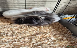 Guinea Pig rodents for sale: Female guinea pigs  - Image 9