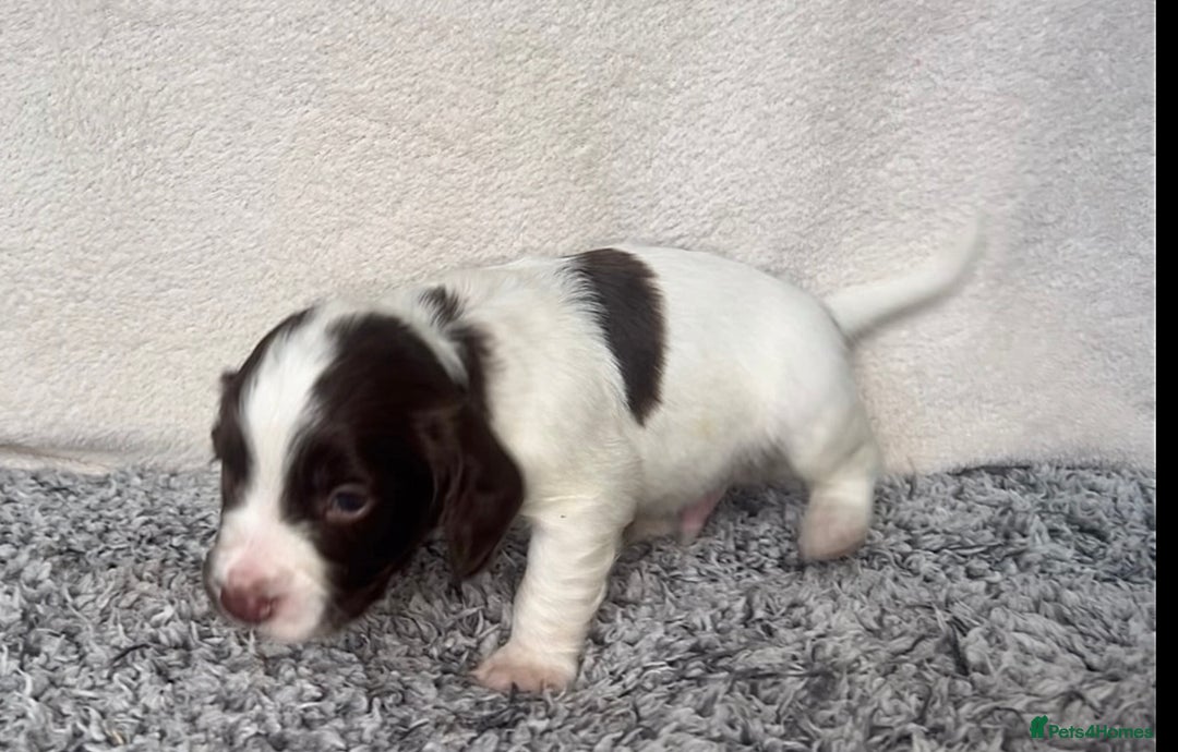Cocker Spaniel dogs for sale: ✨Beautiful Cocker Spaniel Puppies✨ - Advert 17