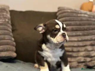 Mixed Breed dogs Bulldog puppies - Advert 1