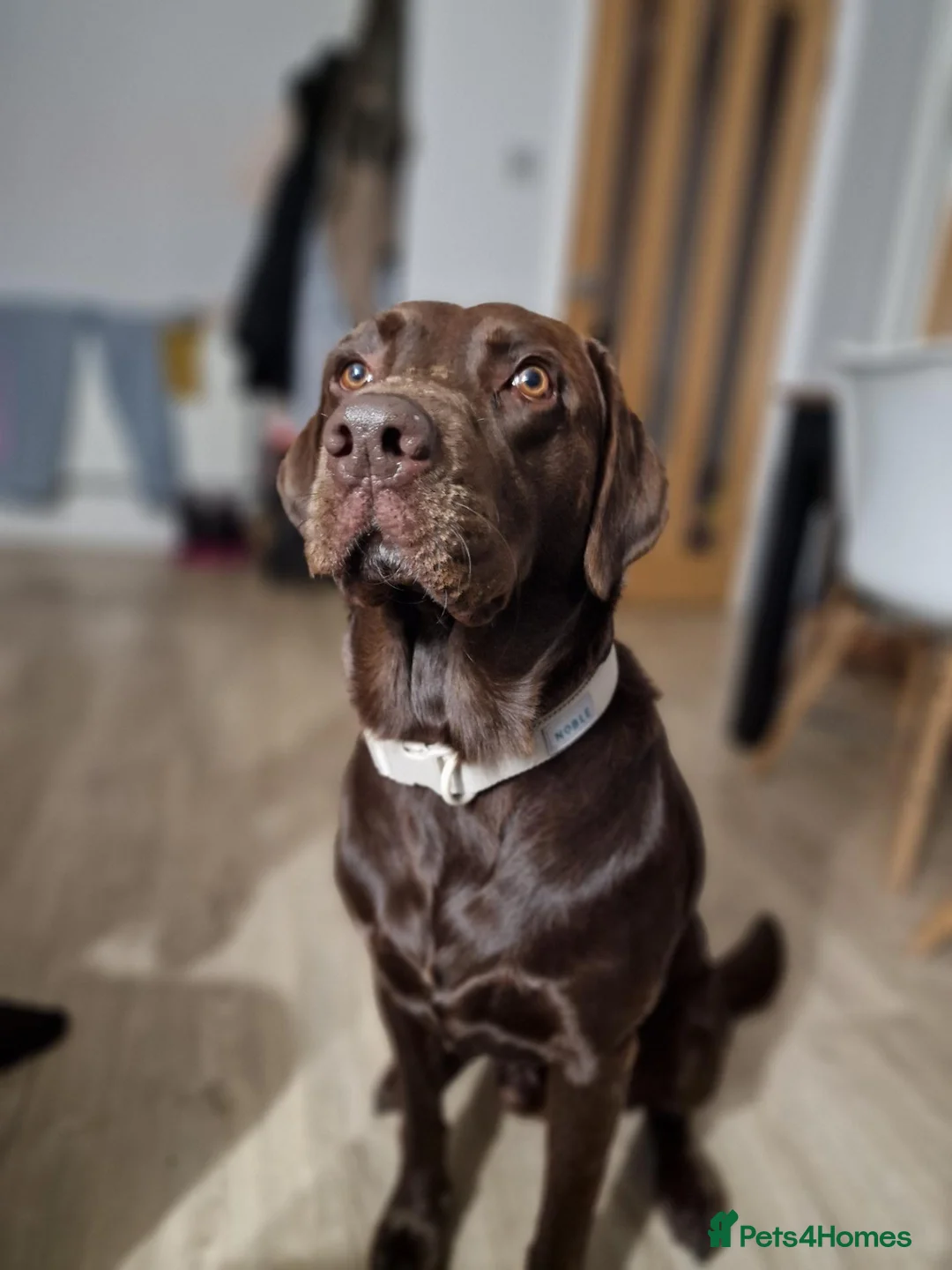 Labrador Retriever dogs for stud: Beautiful Proofed from the First time boy for stud - Advert 1
