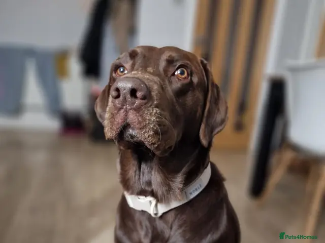 Labrador Retriever dogs for stud: Beautiful Proofed from the First time boy for stud - Advert 1