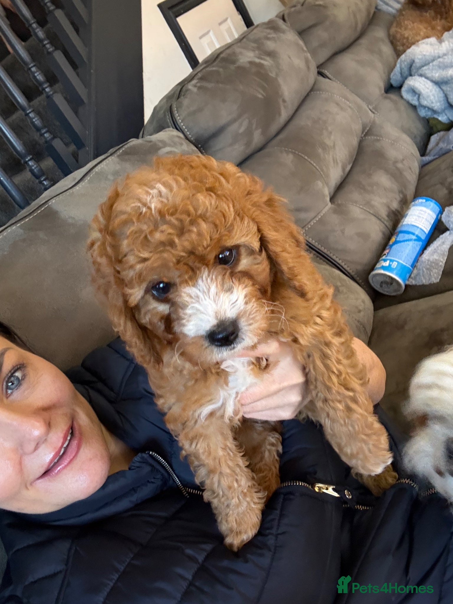 Cavapoo dogs F1b red Cavapoos puppies 1 female left - Advert 16