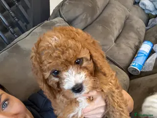 Cavapoo dogs F1b red Cavapoos puppies 1 female left - Advert 16