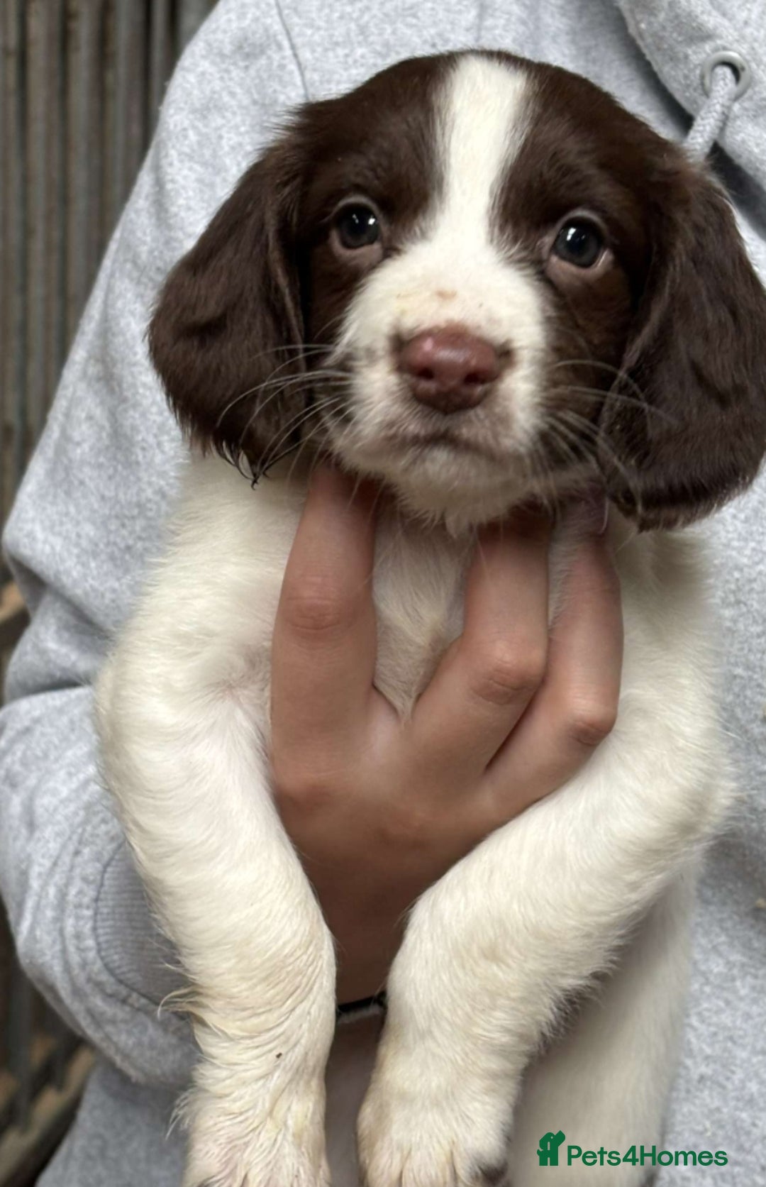 English Springer Spaniel dogs for sale: Springer pups - Image 4