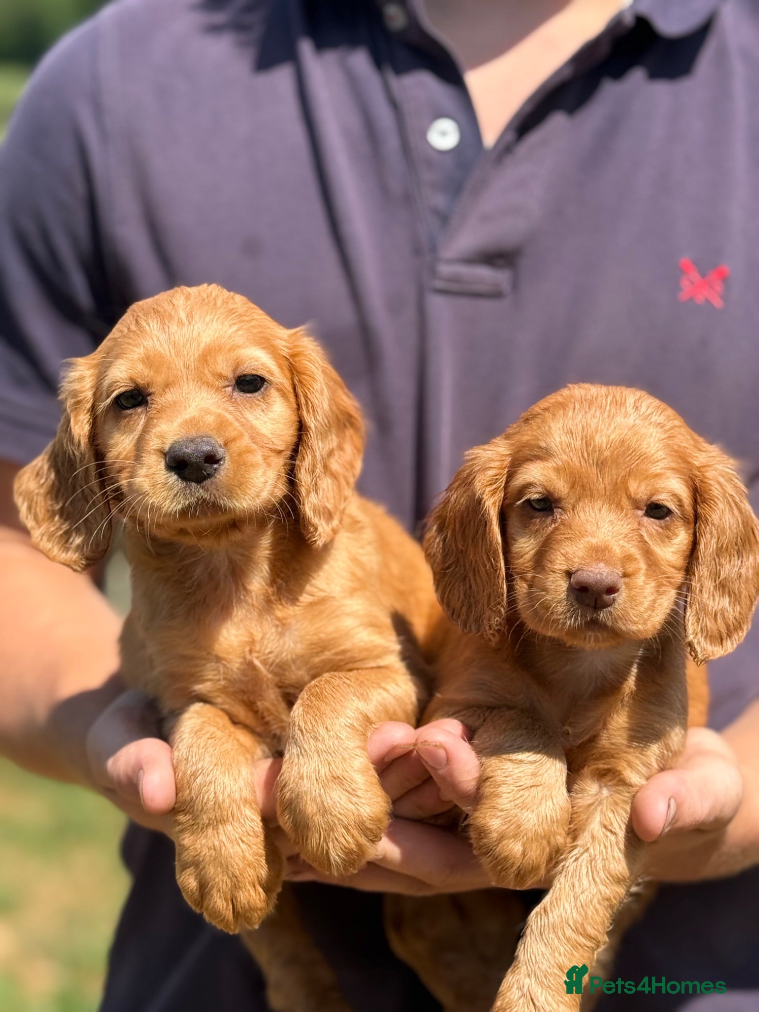 Cocker Spaniel dogs Issy & Finn Puppies  - Advert 2