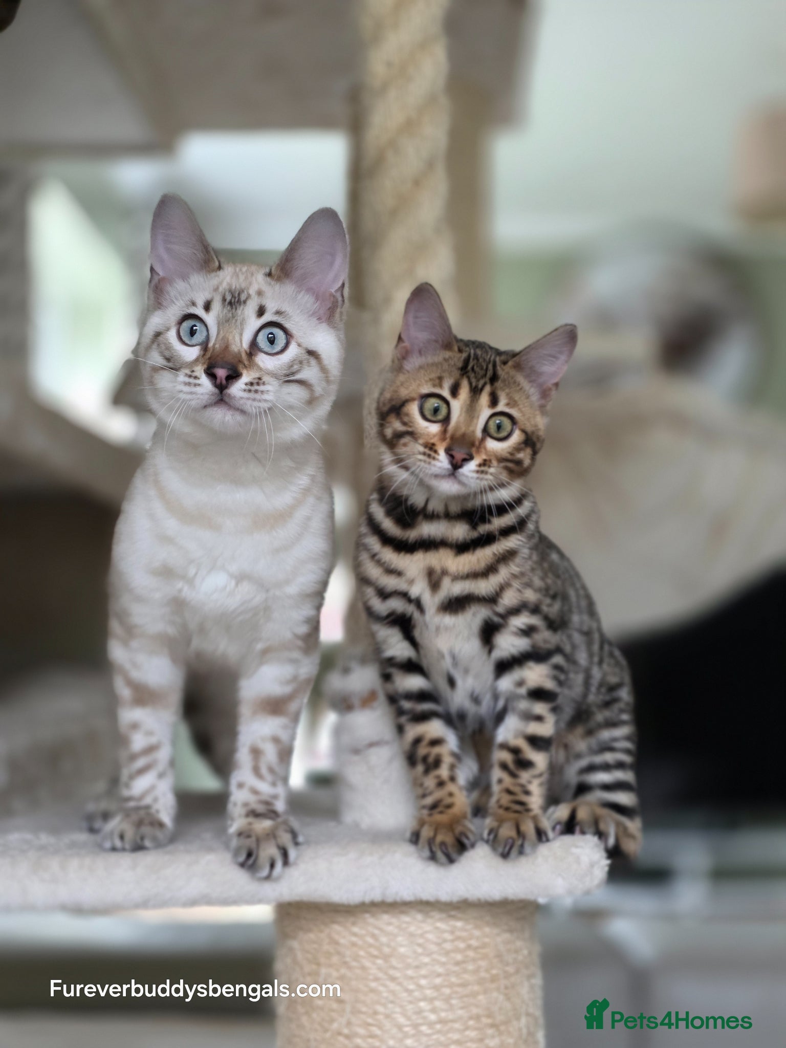 Bengal cats Gorgeous Rosetted Bengal Kittens  - Advert 1
