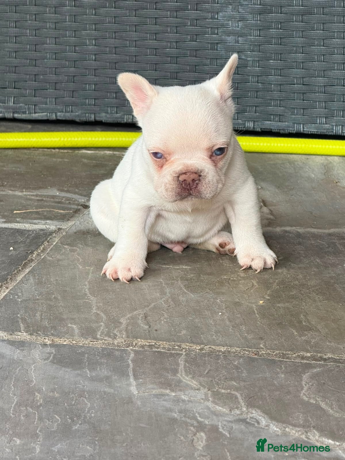 French Bulldog dogs Fluffy French bulldog puppies  - Advert 1