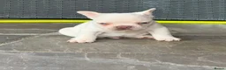 French Bulldog dogs for sale: Fluffy French bulldog puppies  - Advert 4