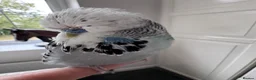 Budgerigars birds for sale: Super Tame Male Exhibition Budgie & Cage - Advert 4