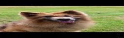 German Shepherd dogs for sale: KC health tested *simba*  - Advert 6