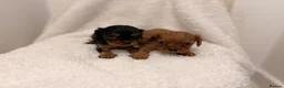 Cavalier King Charles Spaniel dogs for sale: 🐾 KC Registered King Charles cavalier  Puppies 🐾 - Advert 5