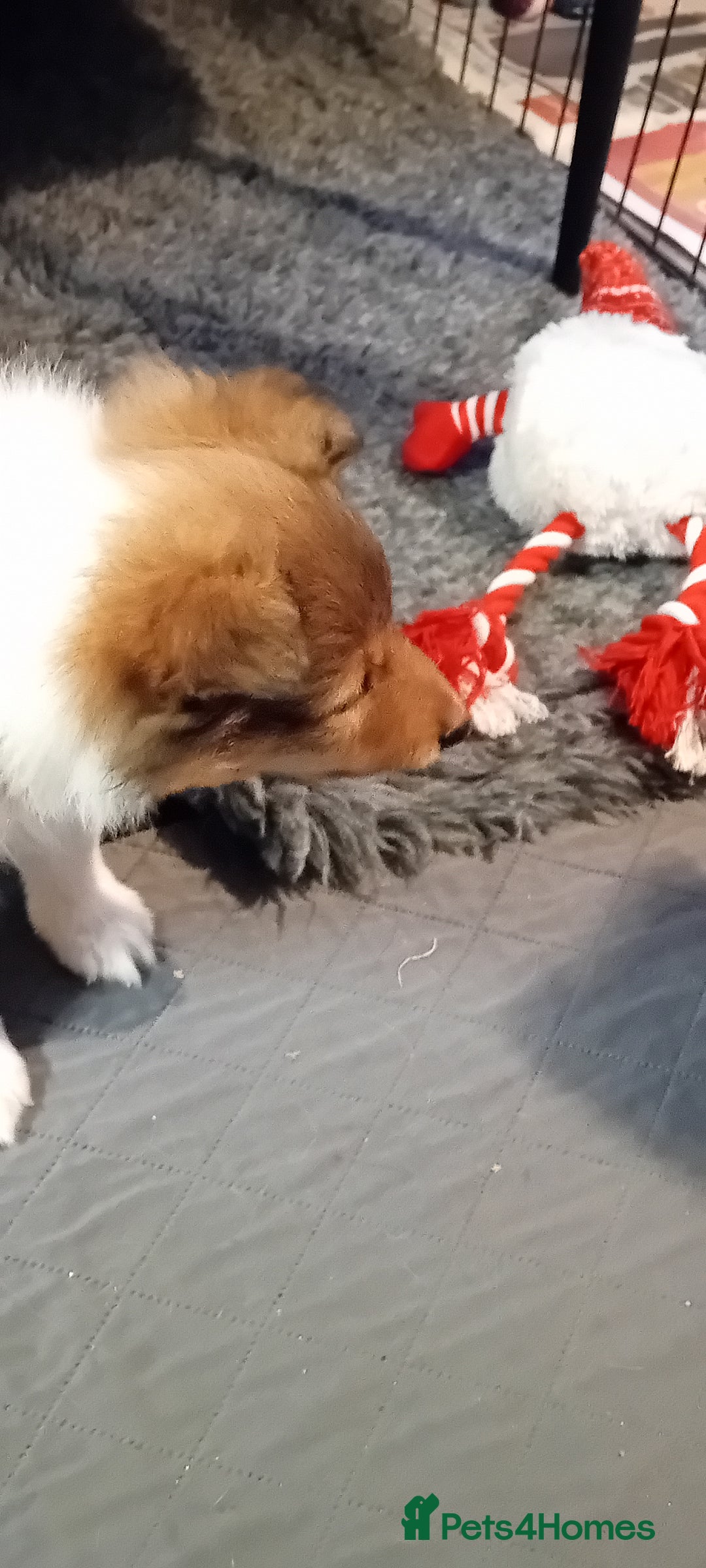 Shetland Sheepdog dogs for sale: Shetland sheepdog Shaded sable & white males - Image 3