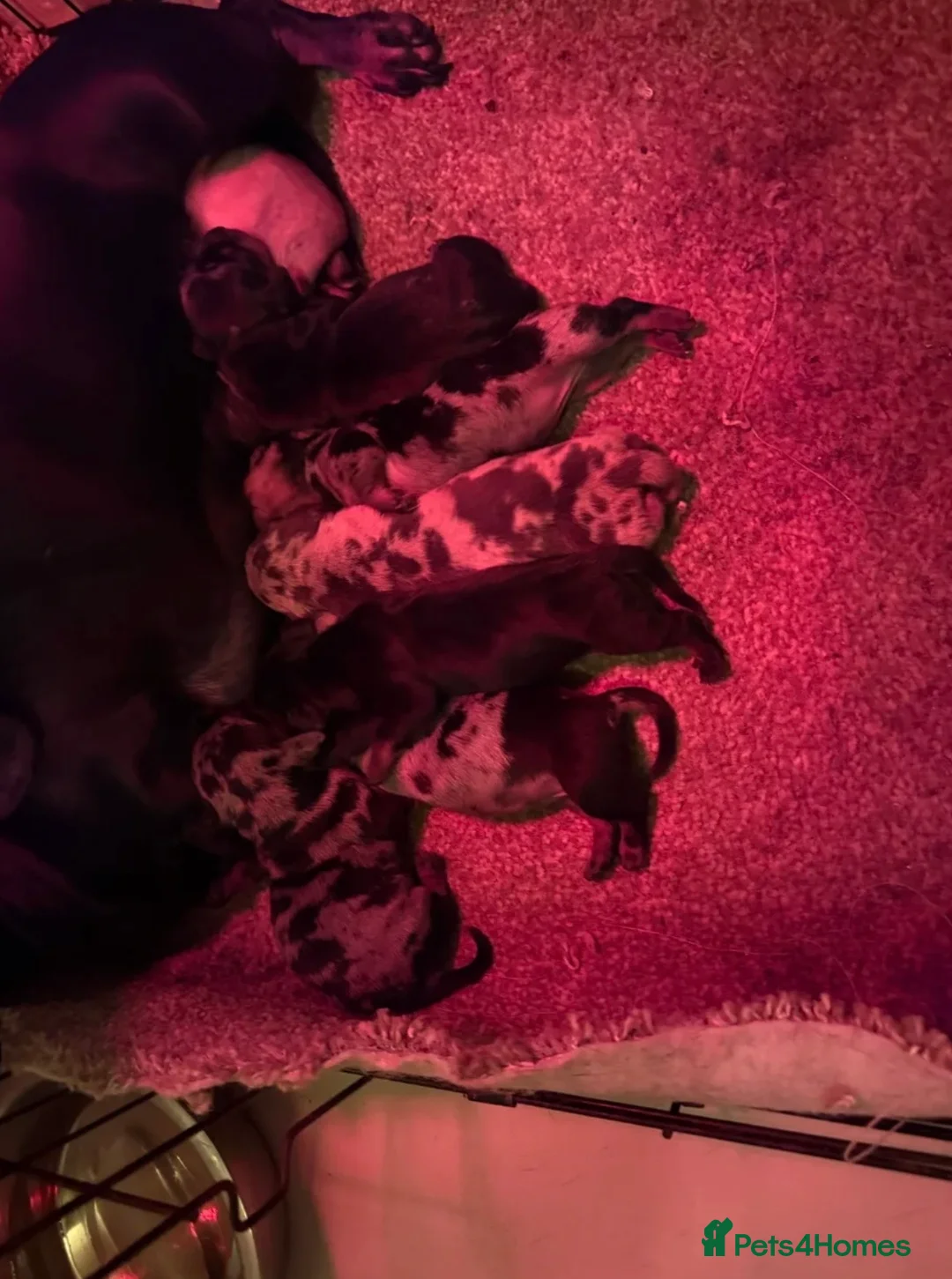 Miniature Dachshund dogs for sale: Miniature Chocolate Dachshund - Advert 2