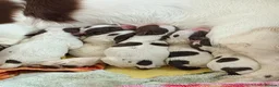 English Springer Spaniel dogs for stud: English springer spaniel at stud - Advert 2