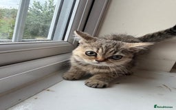 British Shorthair cats for sale: 2 Female and 1 Male Kitten Looking for  Home 🐱✨ - Image 9