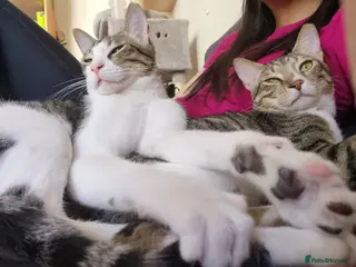 Arabian Mau cats Adopt Nico & Alex - Advert 2