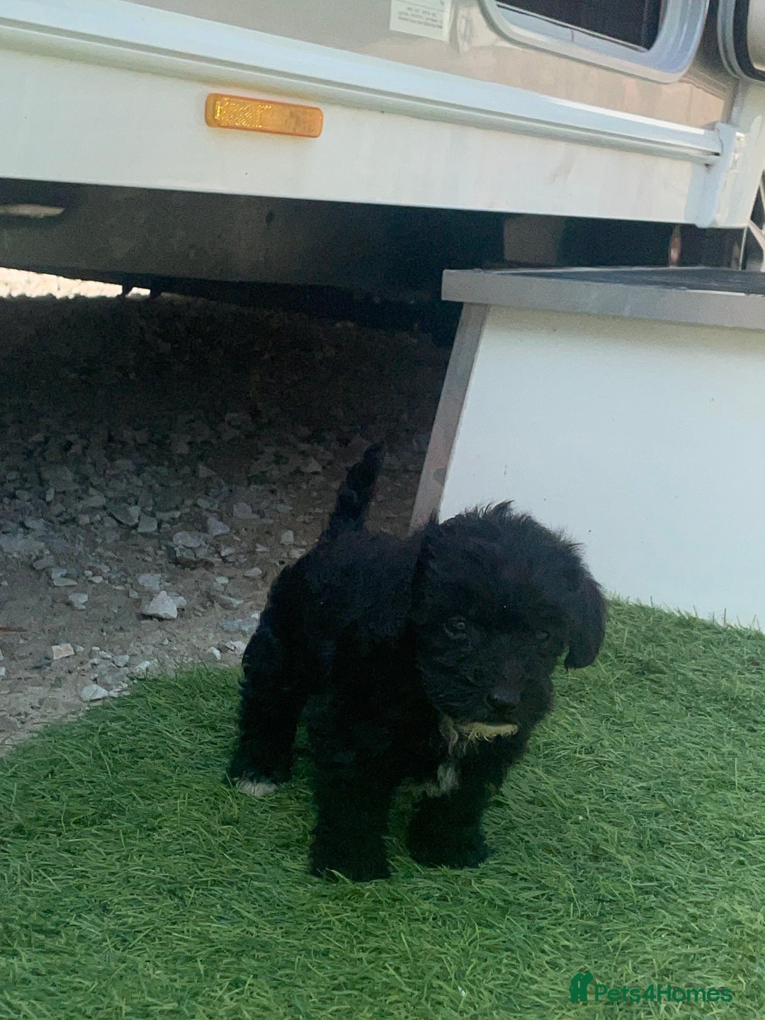 Doxiepoo dogs for sale: Doxiepoos - Image 12