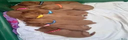 Labrador Retriever dogs for sale: Pedigree Red Labrador Puppies  - Advert 5