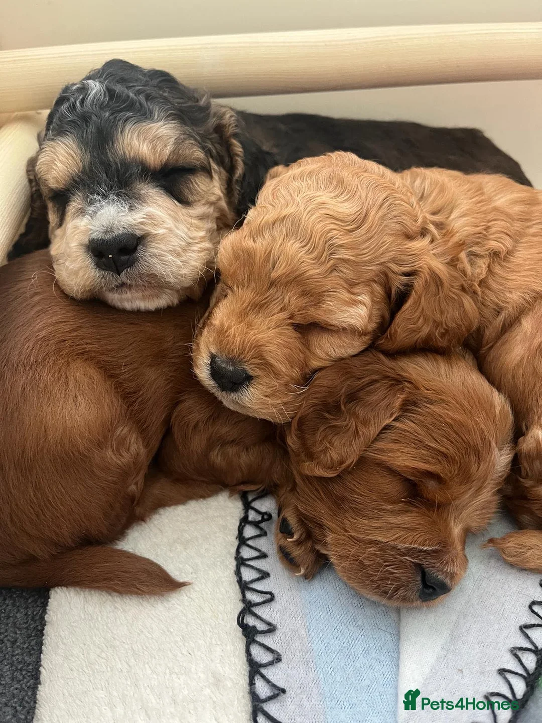 Cockapoo dogs for stud: Cockapoo for stud not for sale  in Taunton - Advert 3