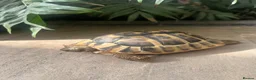 Hermann Tortoise reptiles for sale: Female, Hermann Tort, Table and Lamp in Leicester - Advert 4