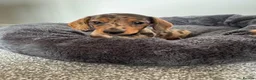 Miniature Dachshund dogs for sale: Miniature dachshund  - Advert 4