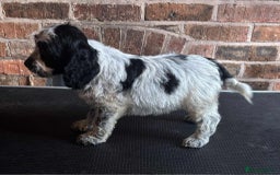 Cockapoo dogs for sale: Beautiful Cockapoo Puppies For Sale - Image 5