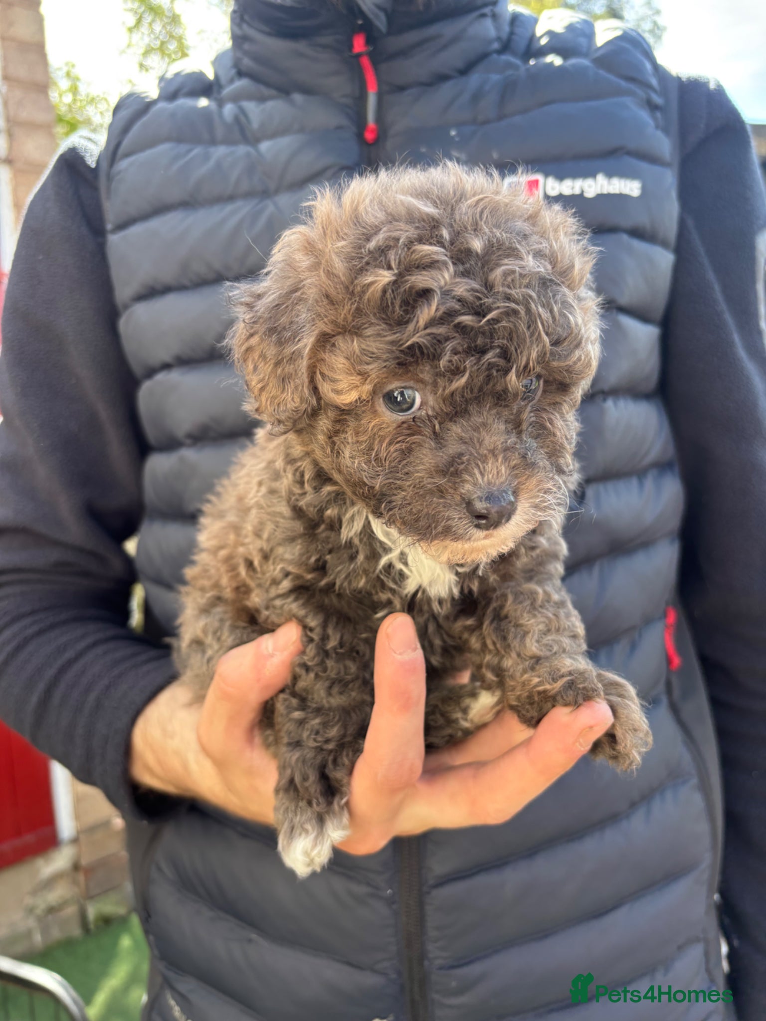 Pomapoo dogs Pomerpoo puppies for sale - Advert 1
