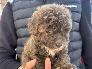 Pomapoo dogs Pomerpoo puppies for sale - Advert 1