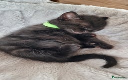 Domestic Shorthair cats for sale: 2 Male kittens available - Image 4