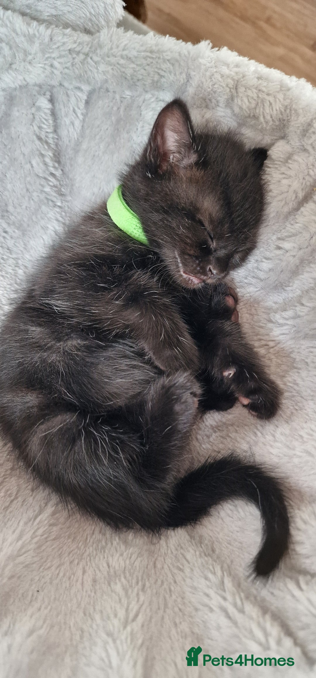 Domestic Shorthair cats for sale: 2 Male kittens available - Image 4