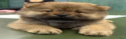 Chow Chow dogs for sale: 7 chow chow puppies  in Warlingham - Advert 19