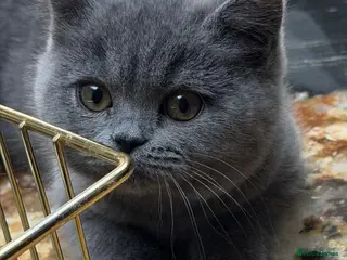 British Shorthair cats Perfect,Adorable,Playful,British Short Hair Kitten - Advert 8