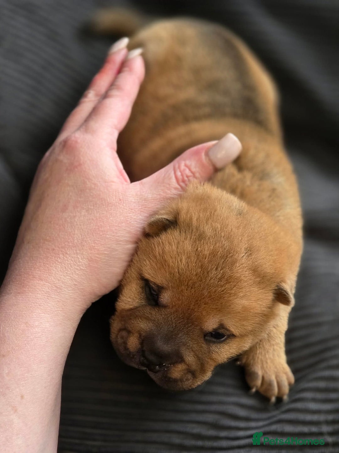 Mixed Breed dogs for sale: Chow Pei puppies - Advert 24