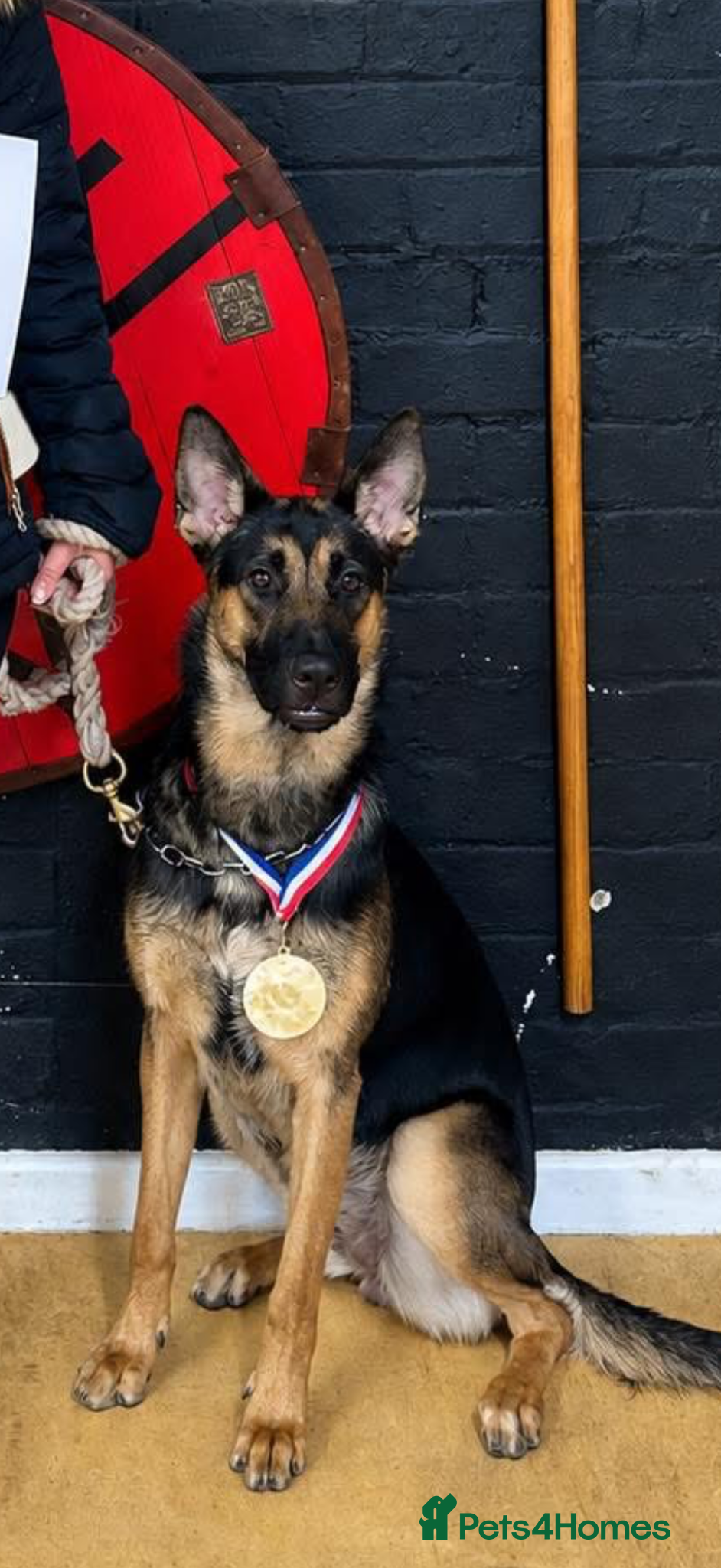 German Shepherd dogs German Shepard looking for foster or rehoming  - Advert 1