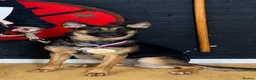 German Shepherd dogs for sale: German Shepard looking for foster or rehoming  - Advert 1