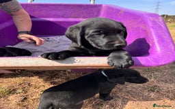 Labrador Retriever dogs for sale: 6 x Beautiful Black Labrador Puppies for sale. - Image 14