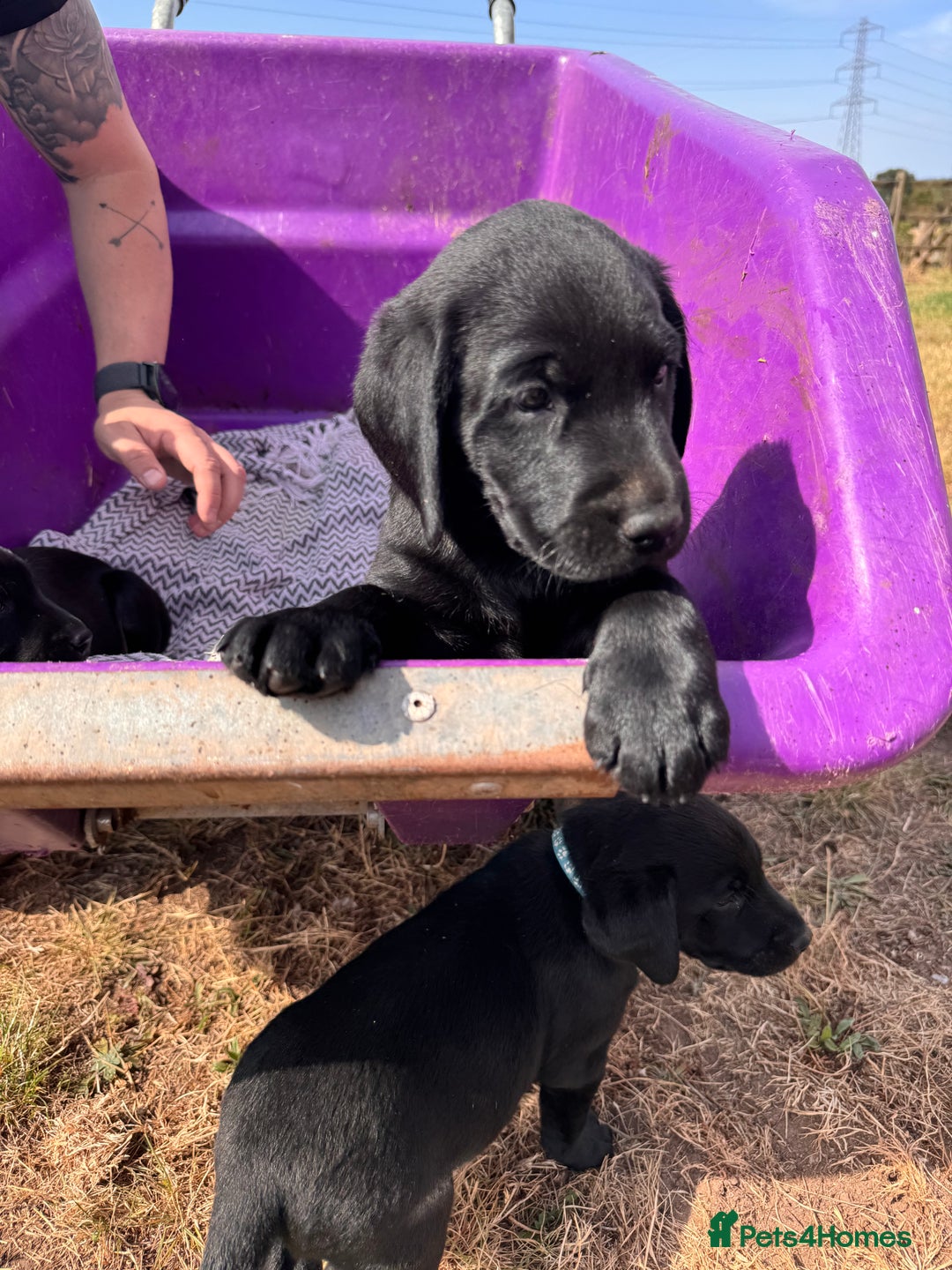 Labrador Retriever dogs for sale: 6 x Beautiful Black Labrador Puppies for sale. - Image 14