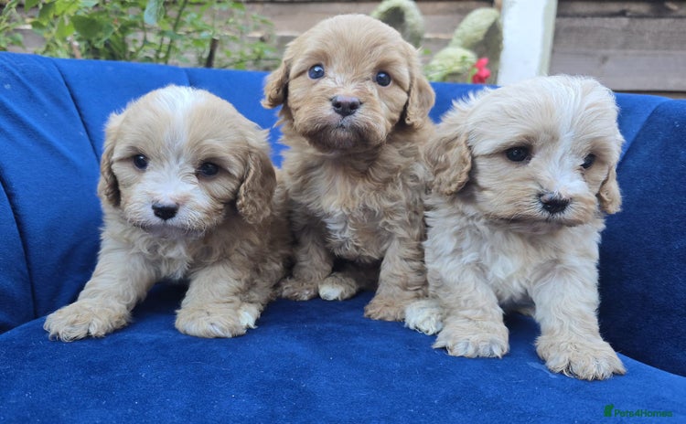 Cavapoo dogs Health Tested Quality F1 Cavapoo Puppies.  - Advert 1