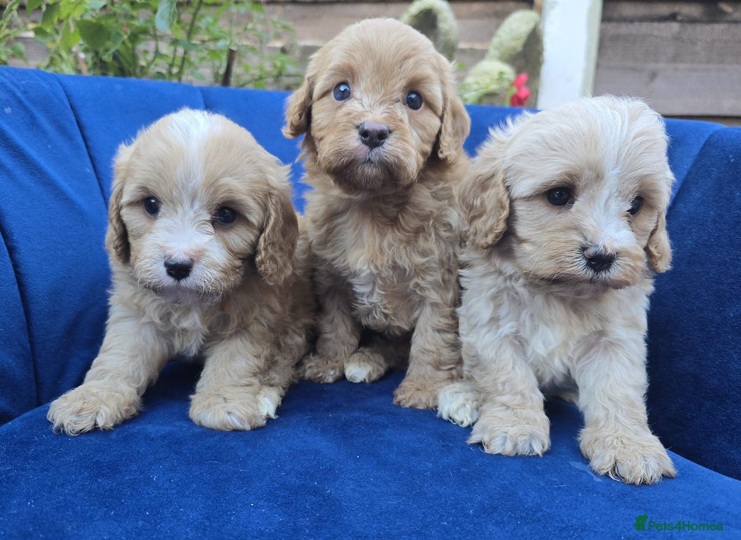 Cavapoo dogs for sale: Health Tested Quality F1 Cavapoo Puppies.  - Advert 5