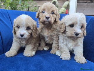 Cavapoo dogs Health Tested Quality F1 Cavapoo Puppies. - Advert 1