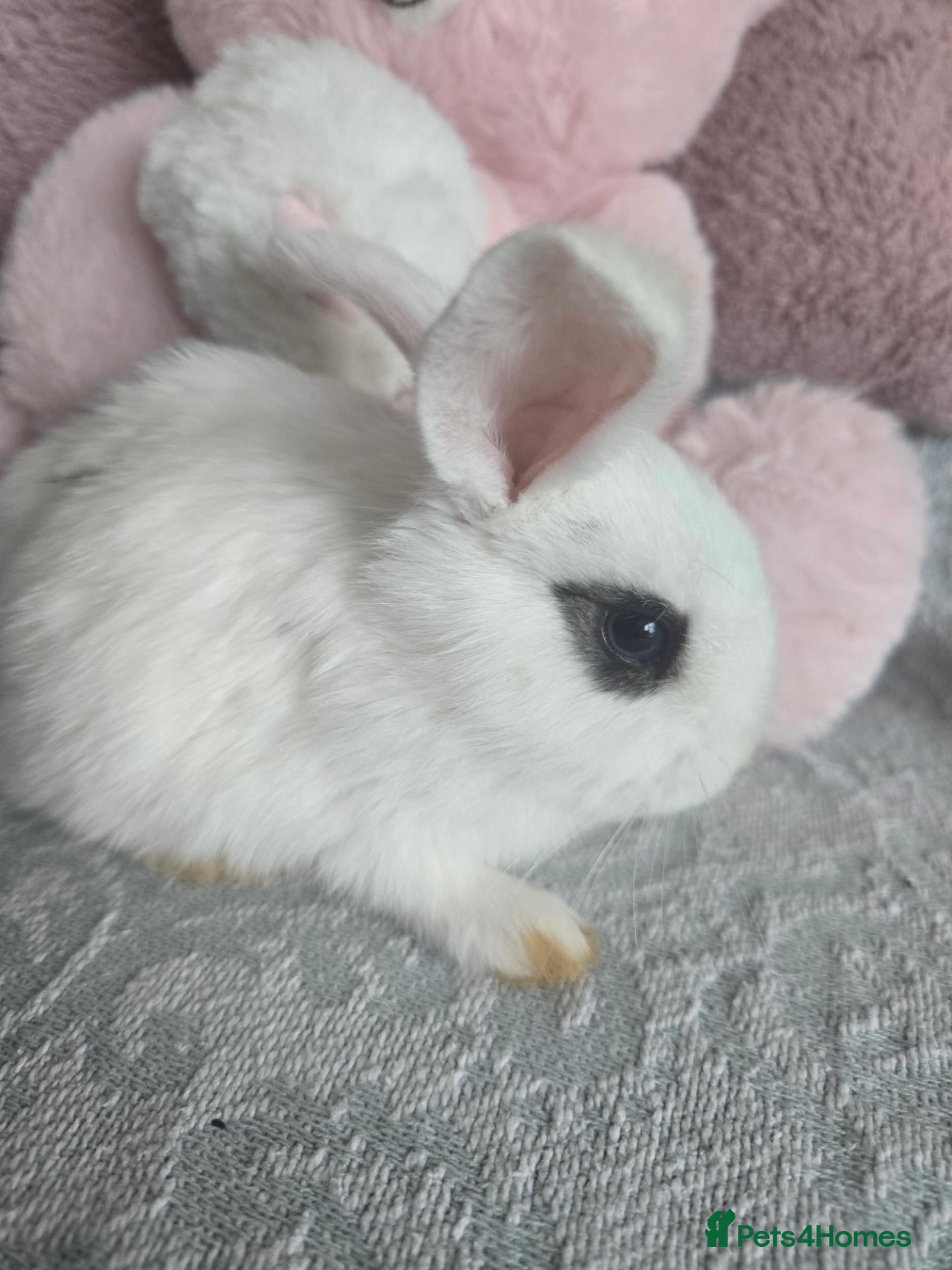 Mini Lion Lop rabbits Friendly blue eyes Double mane lion lops.  - Advert 2