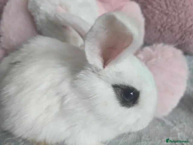 Mini Lion Lop rabbits Friendly blue eyes Double mane lion lops. - Advert 2