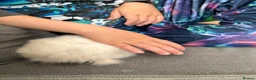 Mini Lop rabbits for sale: gorgeous mini lops - last baby left  - Advert 14