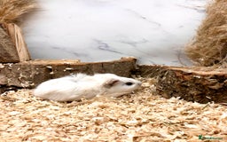 Guinea Pig rodents for sale: Multiple Baby Guinea Pigs For Sale 🥰💗 - Image 19