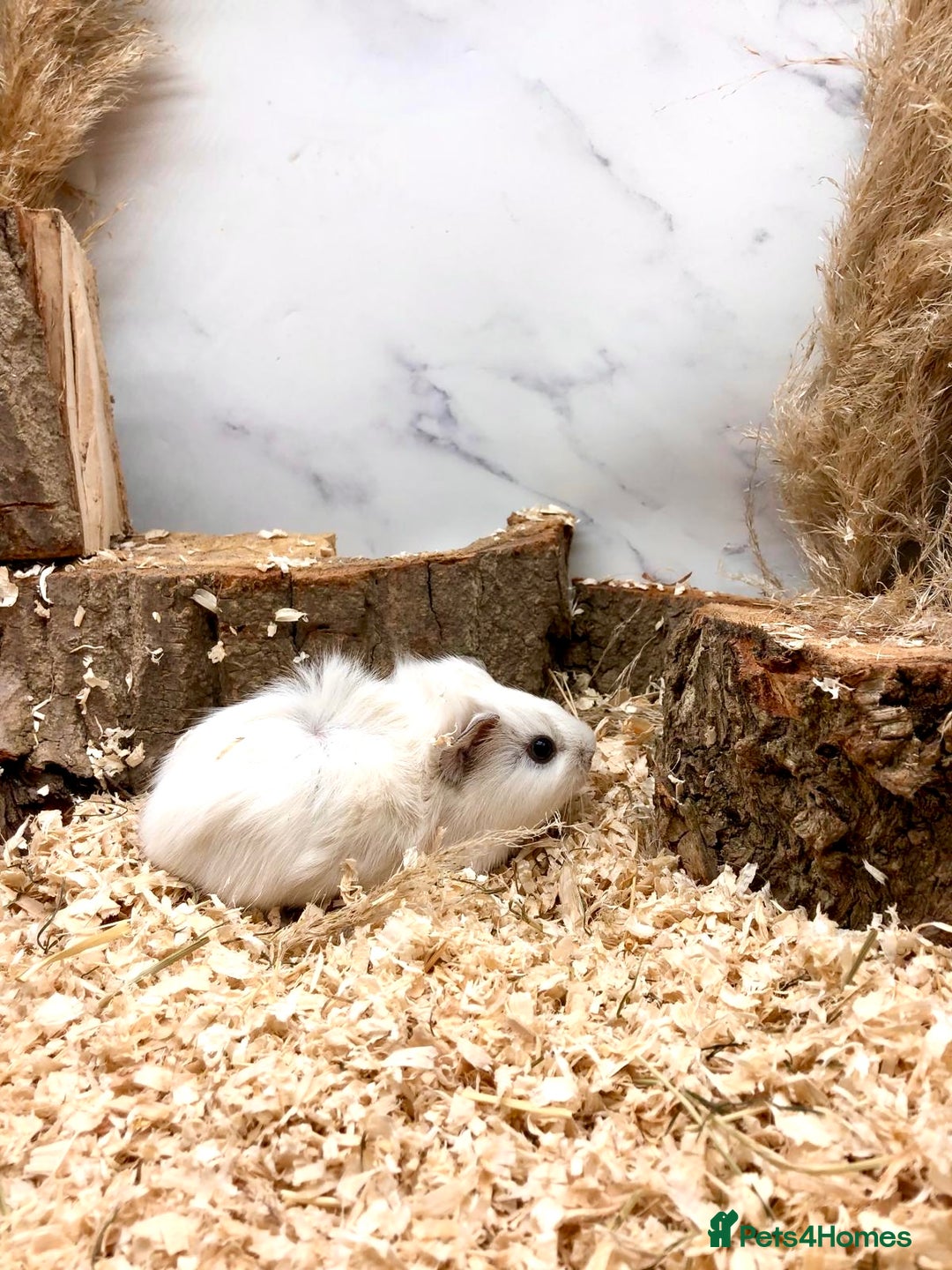 Guinea Pig rodents for sale: Multiple Baby Guinea Pigs For Sale 🥰💗 - Image 19