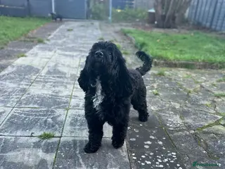 Mixed Breed dogs 2 Year old Sprockerpoo for sale - Advert 1