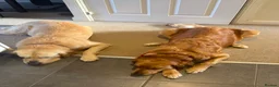 Golden Retriever dogs for sale: KC registered golden retriever puppies - Advert 10